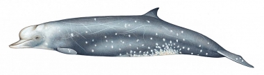 Image of Longman’s beaked whale (Indopacetus pacificus) - Adult male colour variation