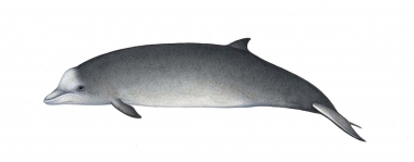 Northern bottlenose whale (Hyperoodon ampullatus)., artwork and ...