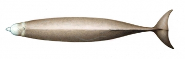 Image of Northern bottlenose whale (Hyperoodon ampullatus). - Topside (adult female)