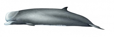 Image of Northern bottlenose whale (Hyperoodon ampullatus). - Adult male grey form