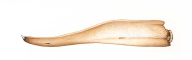 Image of Northern bottlenose whale (Hyperoodon ampullatus). - Adult male lower jaw