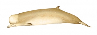 Image of Northern bottlenose whale (Hyperoodon ampullatus). - Adult male colour variation
