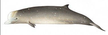 Image of Northern bottlenose whale (Hyperoodon ampullatus). - Adult male