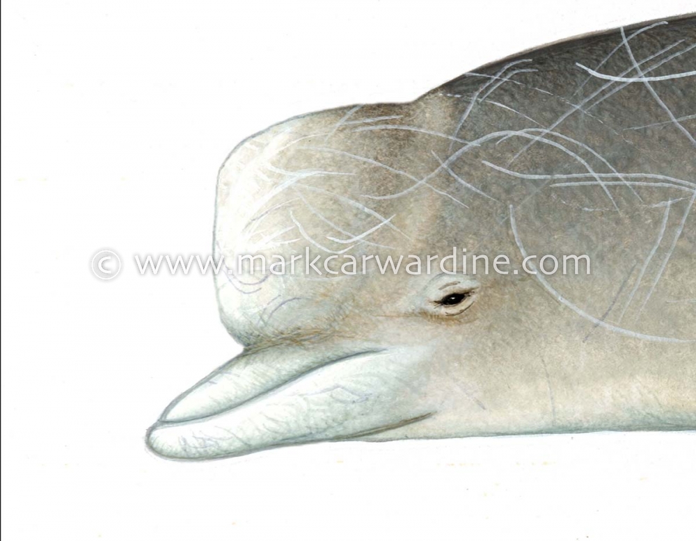 Northern bottlenose whale (Hyperoodon ampullatus).