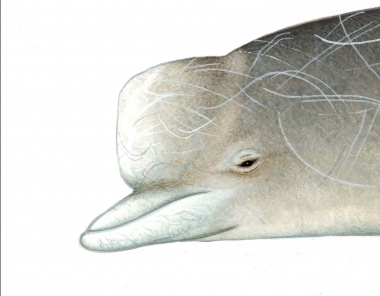 Image of Northern bottlenose whale (Hyperoodon ampullatus). - Old adult male head