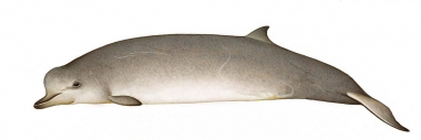 Image of Northern bottlenose whale (Hyperoodon ampullatus). - Adult female