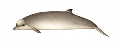 Image of Southern bottlenose whale (Hyperoodon planifrons). - Calf