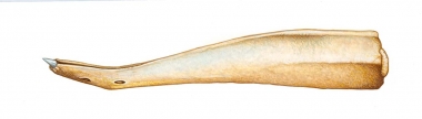 Image of Southern bottlenose whale (Hyperoodon planifrons). - Adult male lower jaw