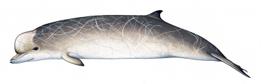 Image of Southern bottlenose whale (Hyperoodon planifrons). - Old adult male