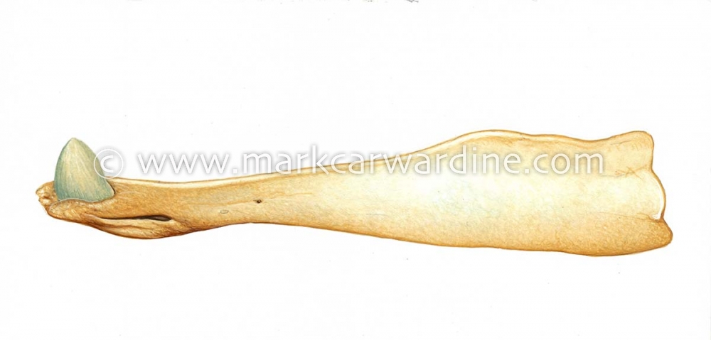 Perrin’s beaked whale (Mesoplodon perrini)