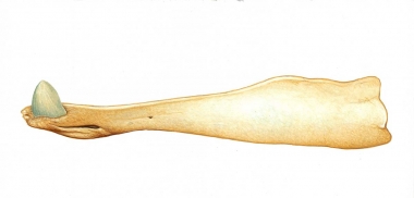Image of Perrin’s beaked whale (Mesoplodon perrini) - Adult male lower jaw