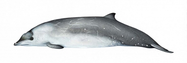 Image of Perrin’s beaked whale (Mesoplodon perrini) - Adult male