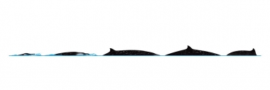 Image of Perrin’s beaked whale (Mesoplodon perrini) - Dive sequence