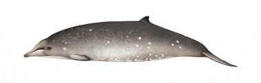 Image of Perrin’s beaked whale (Mesoplodon perrini) - Adult female