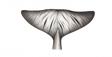 Image of Perrin’s beaked whale (Mesoplodon perrini) - Flukes underside