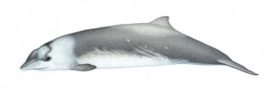 Image of Perrin’s beaked whale (Mesoplodon perrini) - Calf