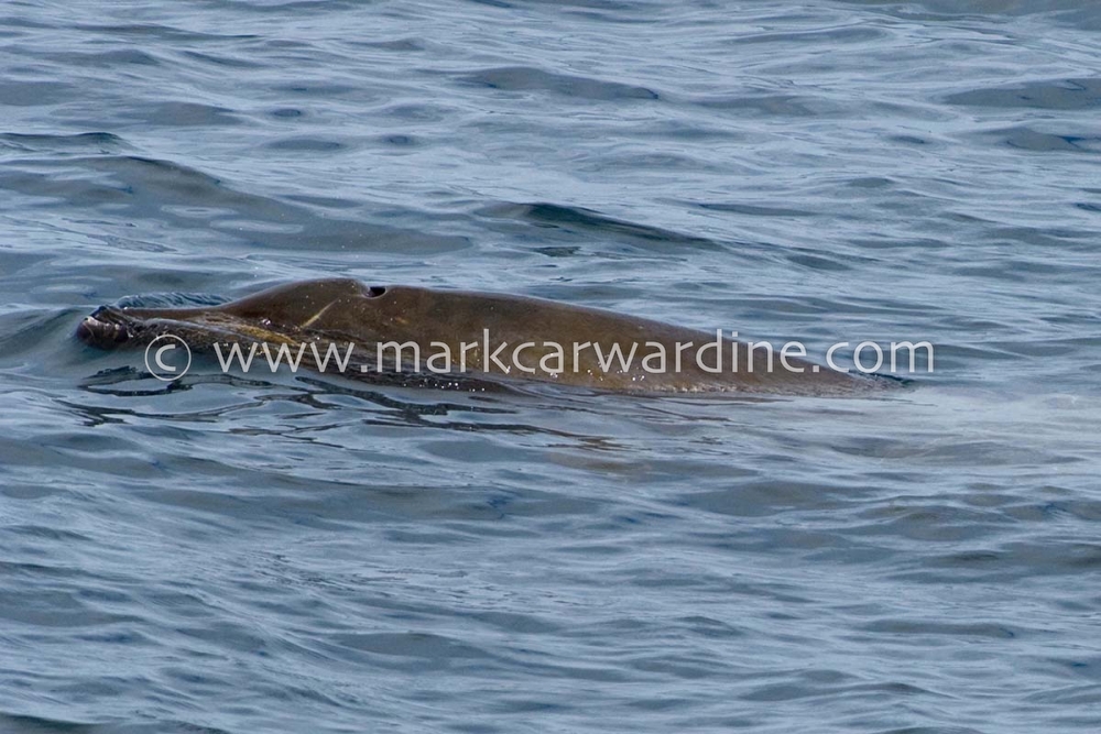 Peruvian beaked whale (Mesoplodon peruvianus)