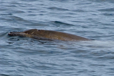Image of Peruvian beaked whale (Mesoplodon peruvianus) - Sea of Cortez (Gulf of California), Mexico (probably female)