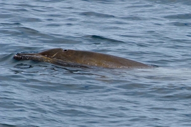 Image of Peruvian beaked whale (Mesoplodon peruvianus) - Sea of Cortez (Gulf of California), Mexico (probably female)