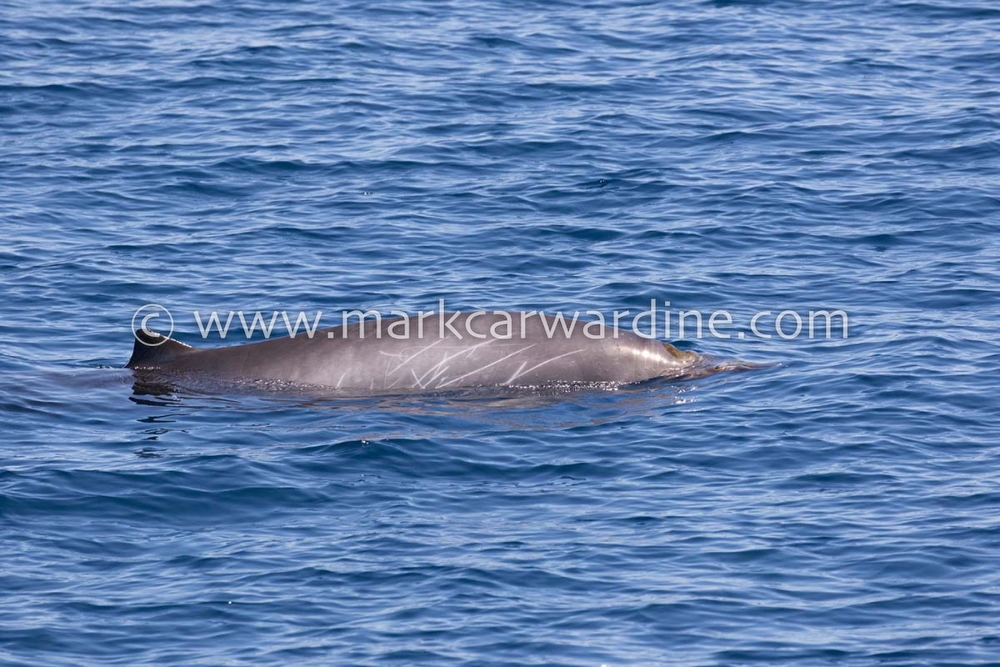 Peruvian beaked whale (Mesoplodon peruvianus)