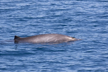 Image of Peruvian beaked whale (Mesoplodon peruvianus) - Adult male, Sea of Cortez (Gulf of California), Mexico