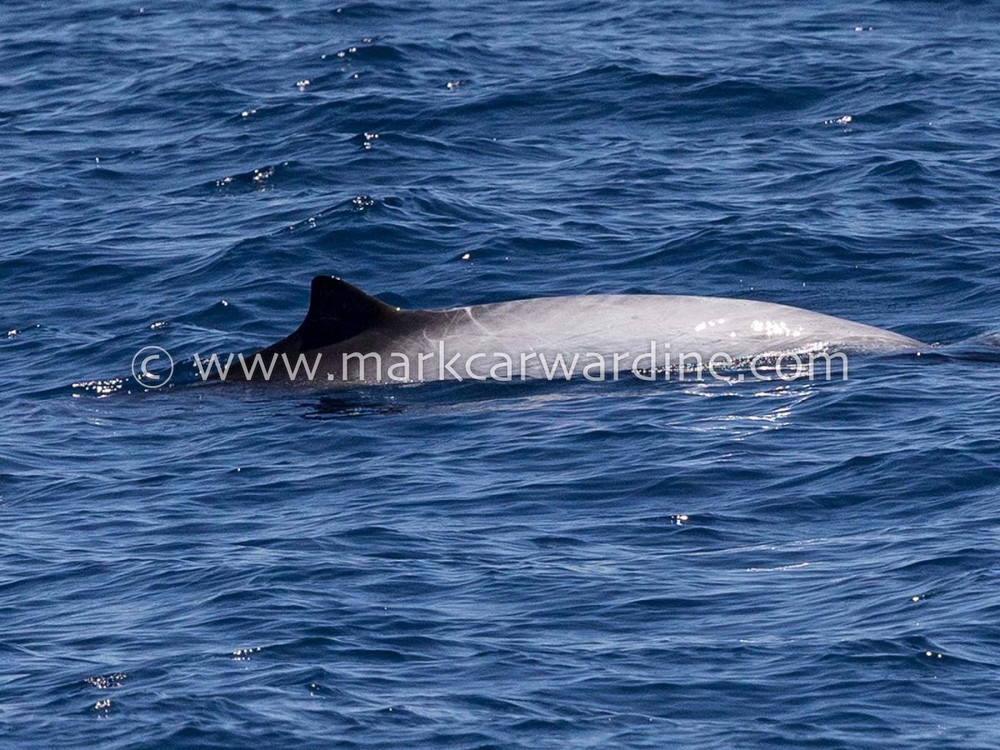 Peruvian beaked whale (Mesoplodon peruvianus)