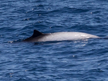 Image of Peruvian beaked whale (Mesoplodon peruvianus) - Adult male, showing the distinctive white swathe across back and sides, Sea of Cortez (Gulf of California), Mexico
