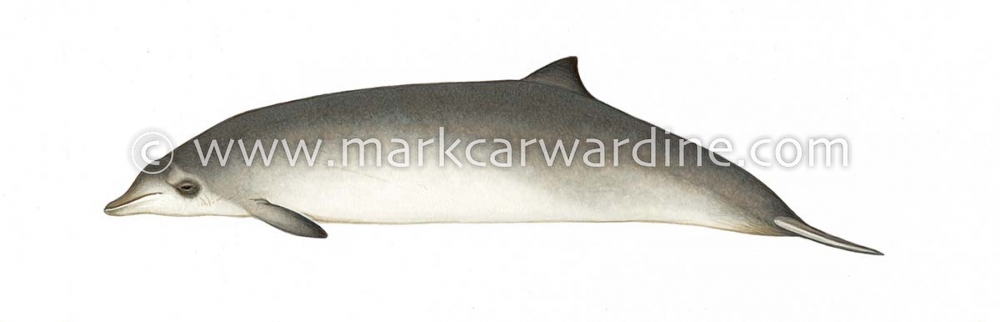 Peruvian beaked whale (Mesoplodon peruvianus)