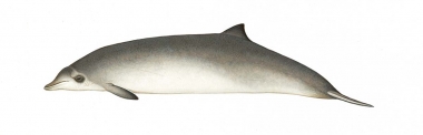 Image of Peruvian beaked whale (Mesoplodon peruvianus) - Calf