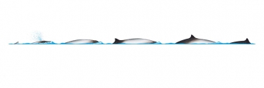 Image of Peruvian beaked whale (Mesoplodon peruvianus) - Dive sequence