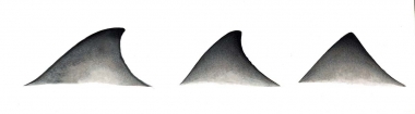 Image of Peruvian beaked whale (Mesoplodon peruvianus) - Dorsal fin variations