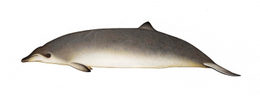 Image of Peruvian beaked whale (Mesoplodon peruvianus) - Adult female