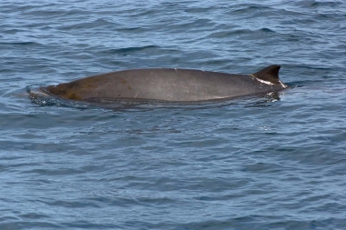 Image of Peruvian beaked whale (Mesoplodon peruvianus) - Sea of Cortez (Gulf of California), Mexico, probably female adult