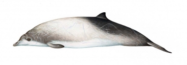 Image of Peruvian beaked whale (Mesoplodon peruvianus) - Adult male