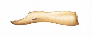 Image of Peruvian beaked whale (Mesoplodon peruvianus) - Adult male lower jaw