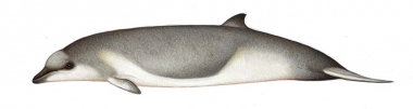 Image of Shepherd’s beaked whale (Tasmacetus shepherdi) - Calf