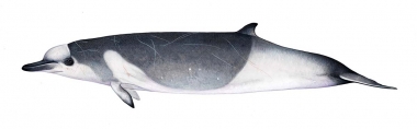 Image of Shepherd’s beaked whale (Tasmacetus shepherdi) - Dark grey type, adult
