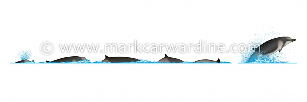 Shepherd’s beaked whale (Tasmacetus shepherdi)