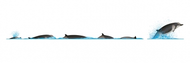 Image of Shepherd’s beaked whale (Tasmacetus shepherdi) - Dive sequence