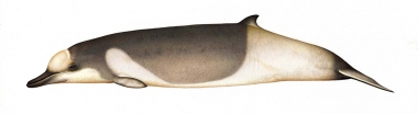 Image of Shepherd’s beaked whale (Tasmacetus shepherdi) - Adult female