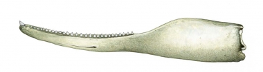 Image of Shepherd’s beaked whale (Tasmacetus shepherdi) - Adult male lower jaw
