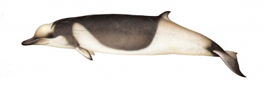 Image of Shepherd’s beaked whale (Tasmacetus shepherdi) - Adult male