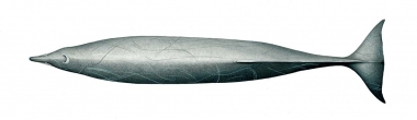 Image of Sowerby’s beaked whale (Mesoplodon bidens) - Topside (adult male)