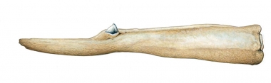 Image of Sowerby’s beaked whale (Mesoplodon bidens) - Adult male lower jaw