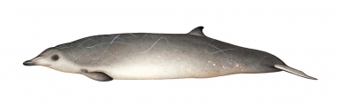 Image of Sowerby’s beaked whale (Mesoplodon bidens) - Adult male brown variation
