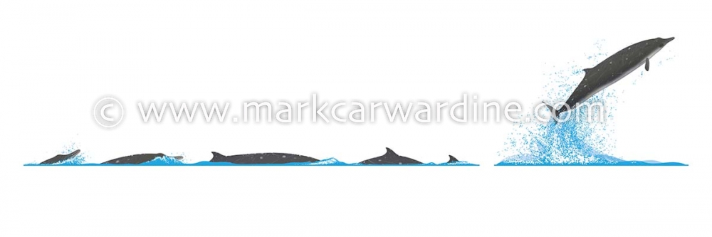 Sowerby’s beaked whale (Mesoplodon bidens)