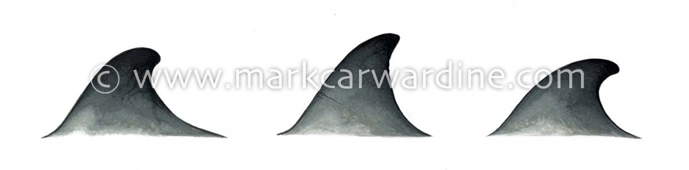 Sowerby’s beaked whale (Mesoplodon bidens)