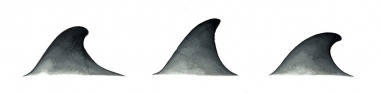 Image of Sowerby’s beaked whale (Mesoplodon bidens) - Dorsal fin variations