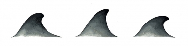Image of Sowerby’s beaked whale (Mesoplodon bidens) - Dorsal fin variations