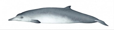 Image of Sowerby’s beaked whale (Mesoplodon bidens) - Adult female